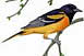 Baltimore Oriole